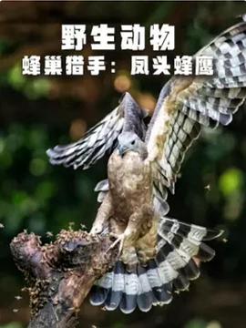 野生动物：蜂巢猎手-凤头蜂鹰
